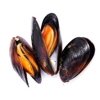 Seafood Mussels Sample